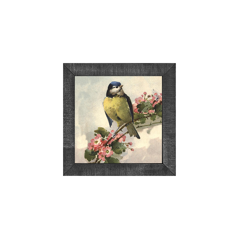 Blue Jay
