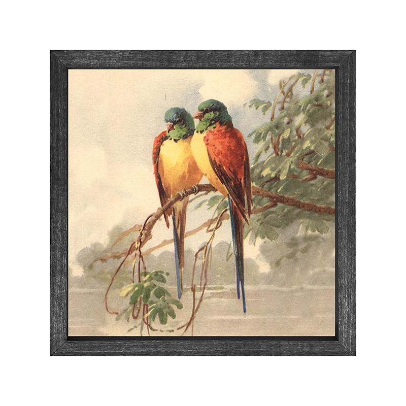 parakeets