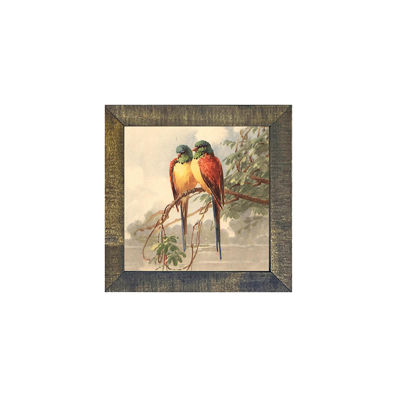 parakeets