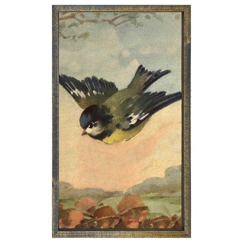 Flying Bluejay