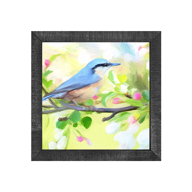 Nut Hatch Blue Bird