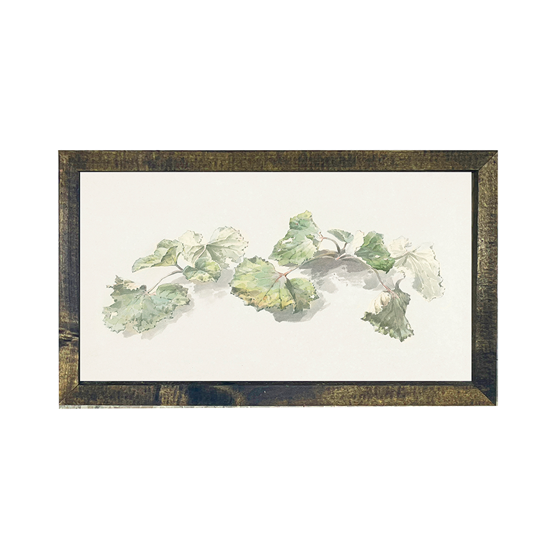 Geranium Leaves