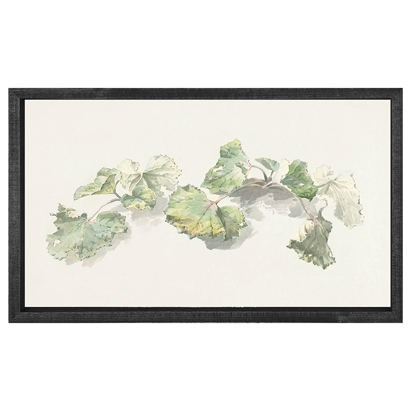 Geranium Leaves
