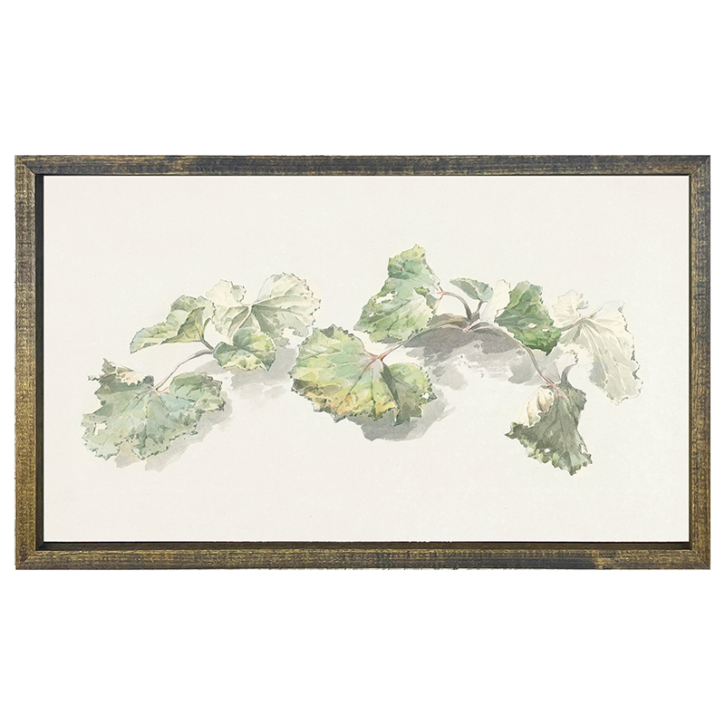 Geranium Leaves