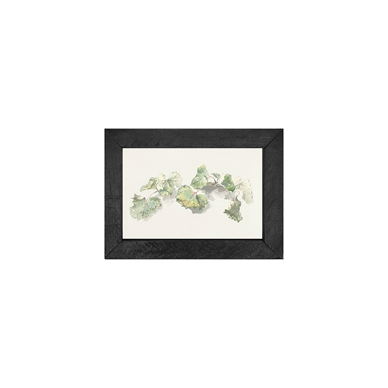 Geranium Leaves