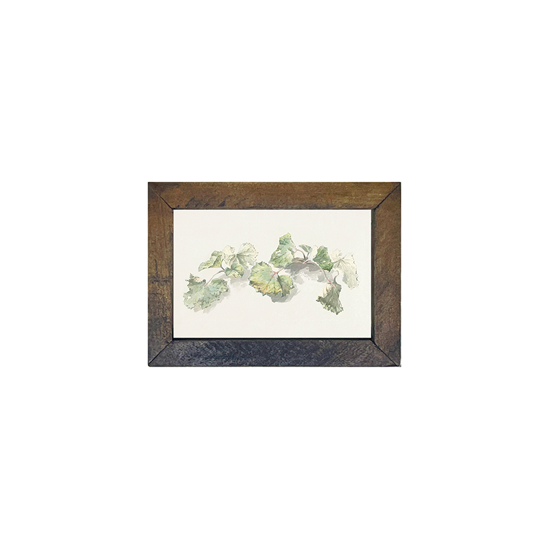 Geranium Leaves