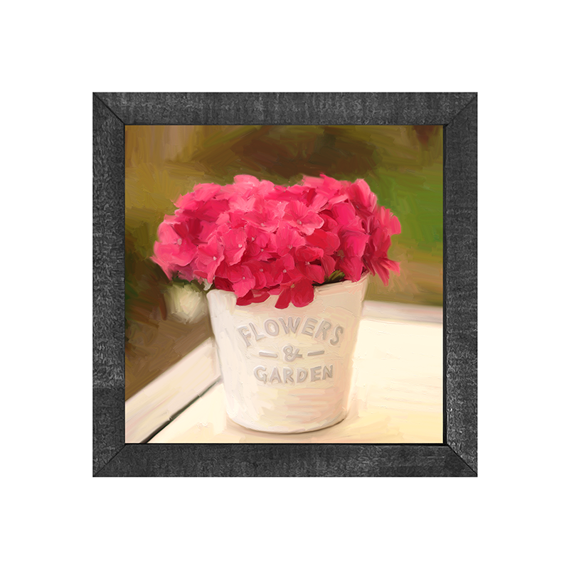 Hydrangea Potted