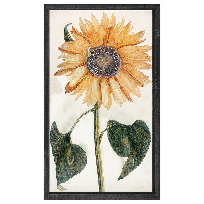 sunflower stem