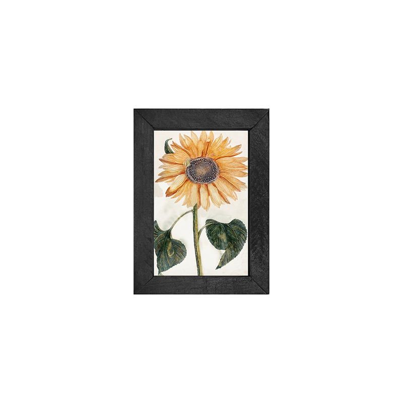 sunflower stem