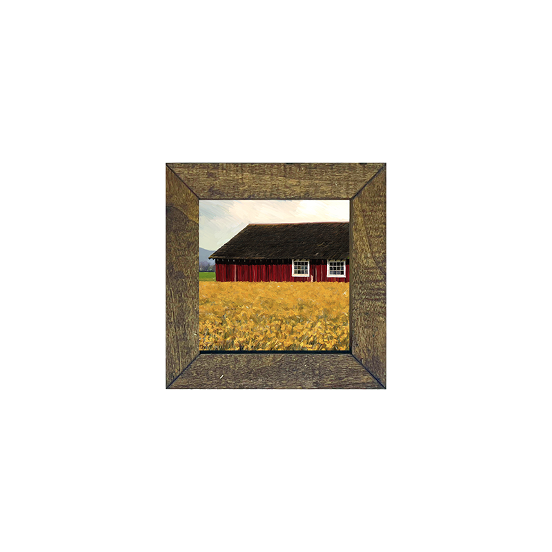 Barn with daffodils