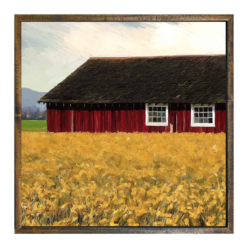 Barn with daffodils