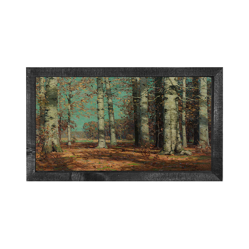 Sunny Autumn Birch Trees