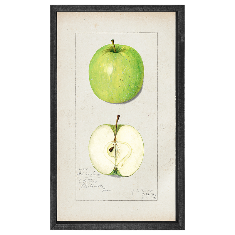 Vintage-Green Apple