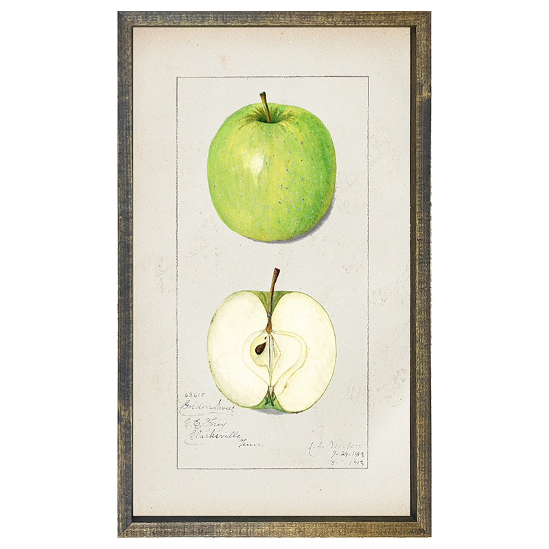 Vintage-Green Apple