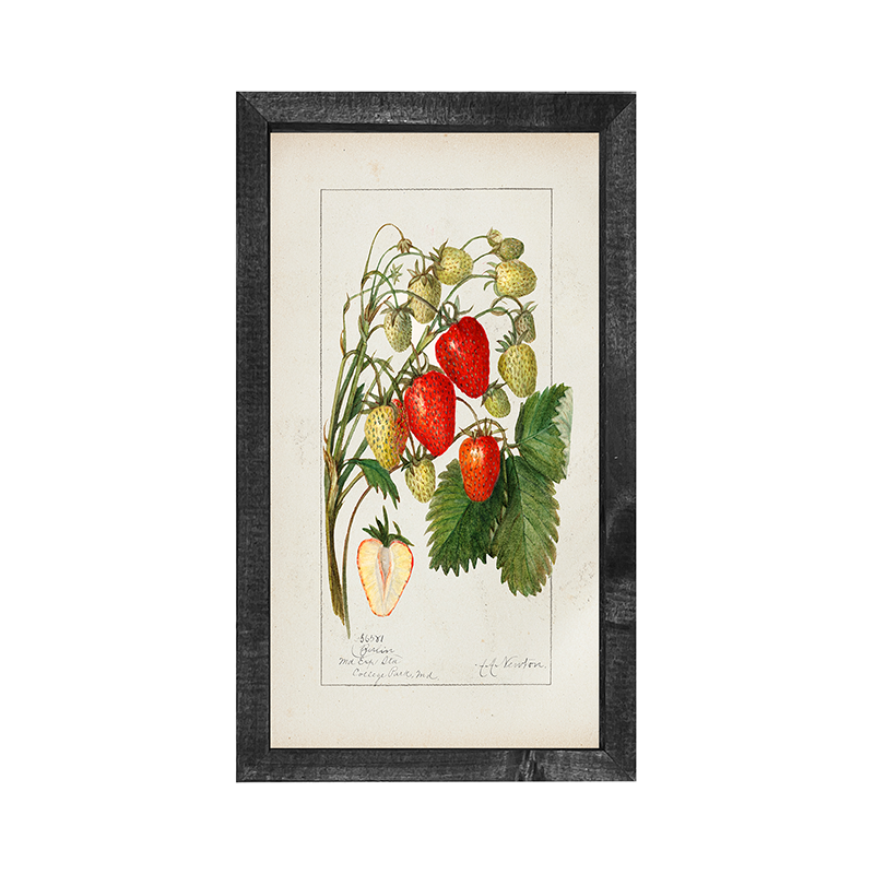 Vintage-Strawberries