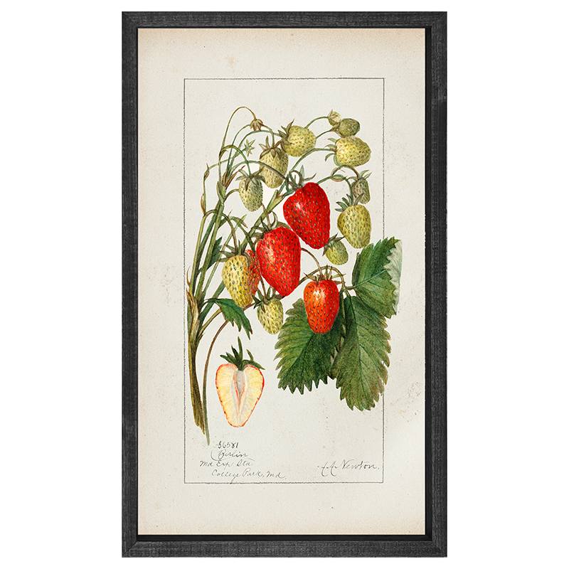Vintage-Strawberries