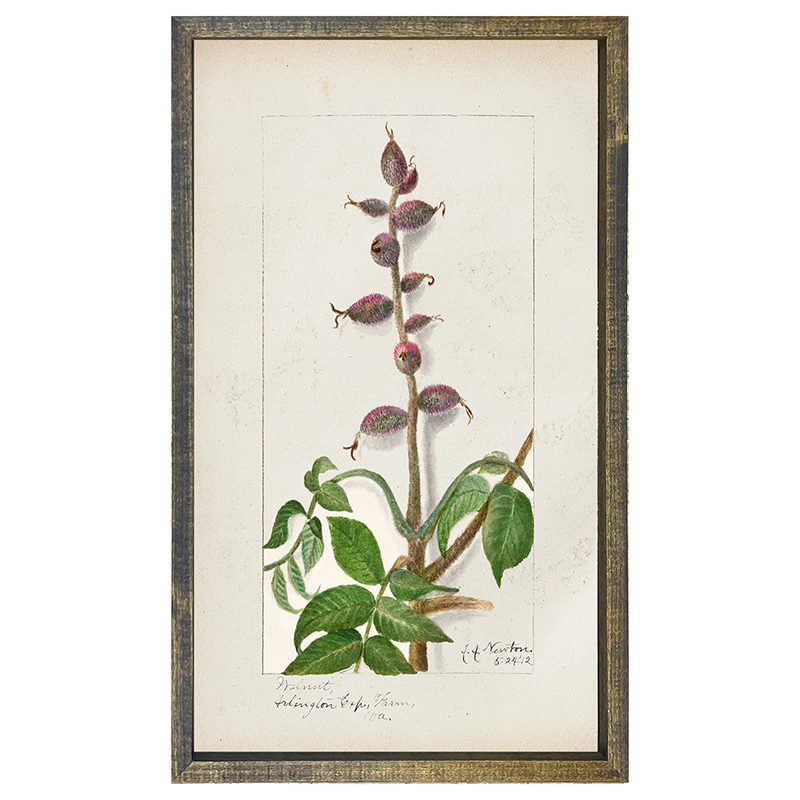 Vintage-Walnut branch