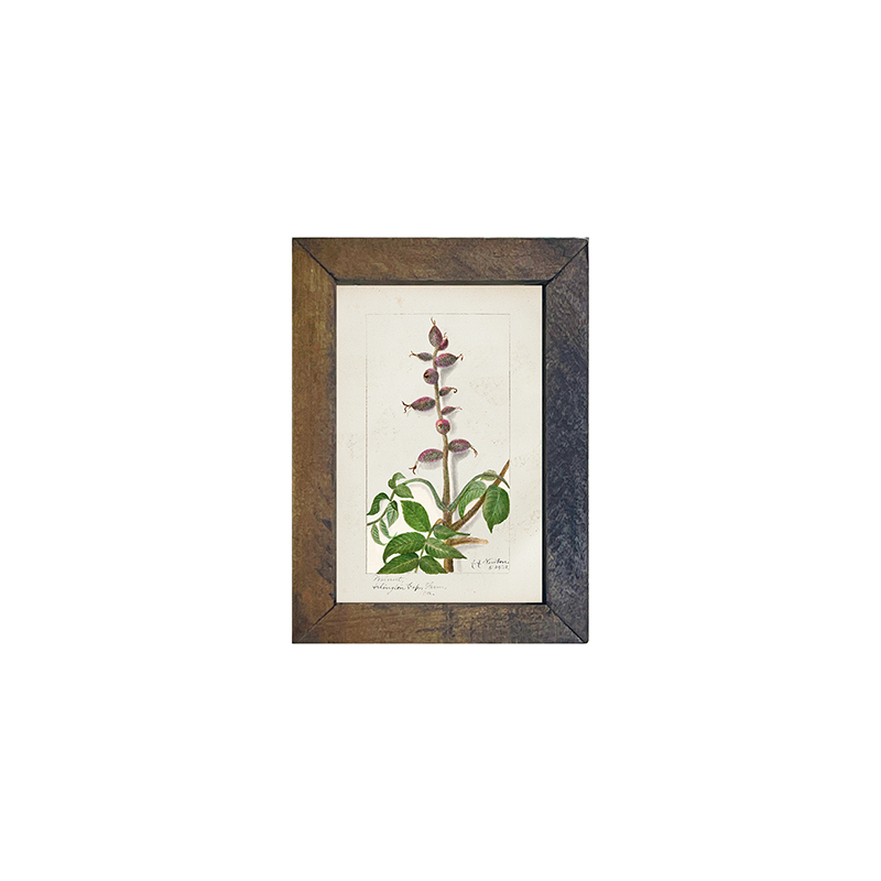 Vintage-Walnut branch