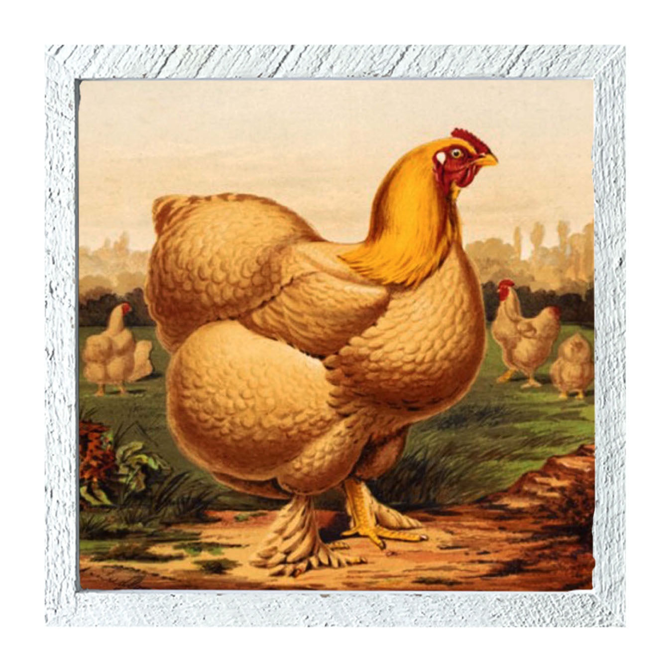 Golden Chicken - Framed art