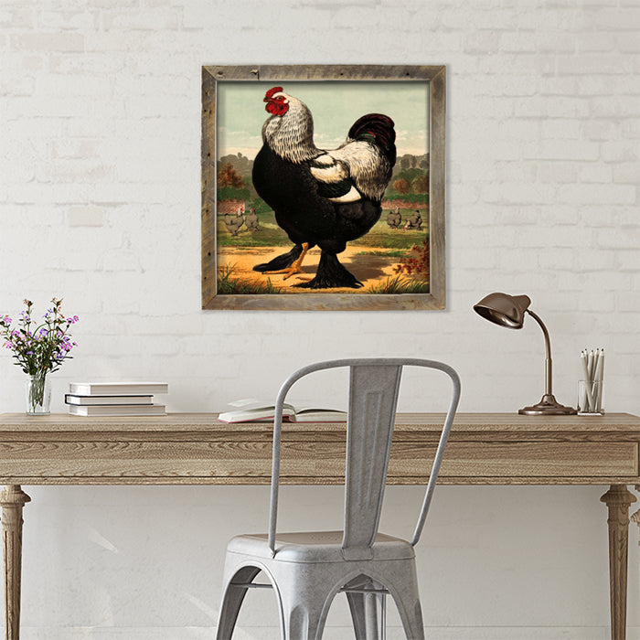 Black & White Rooster