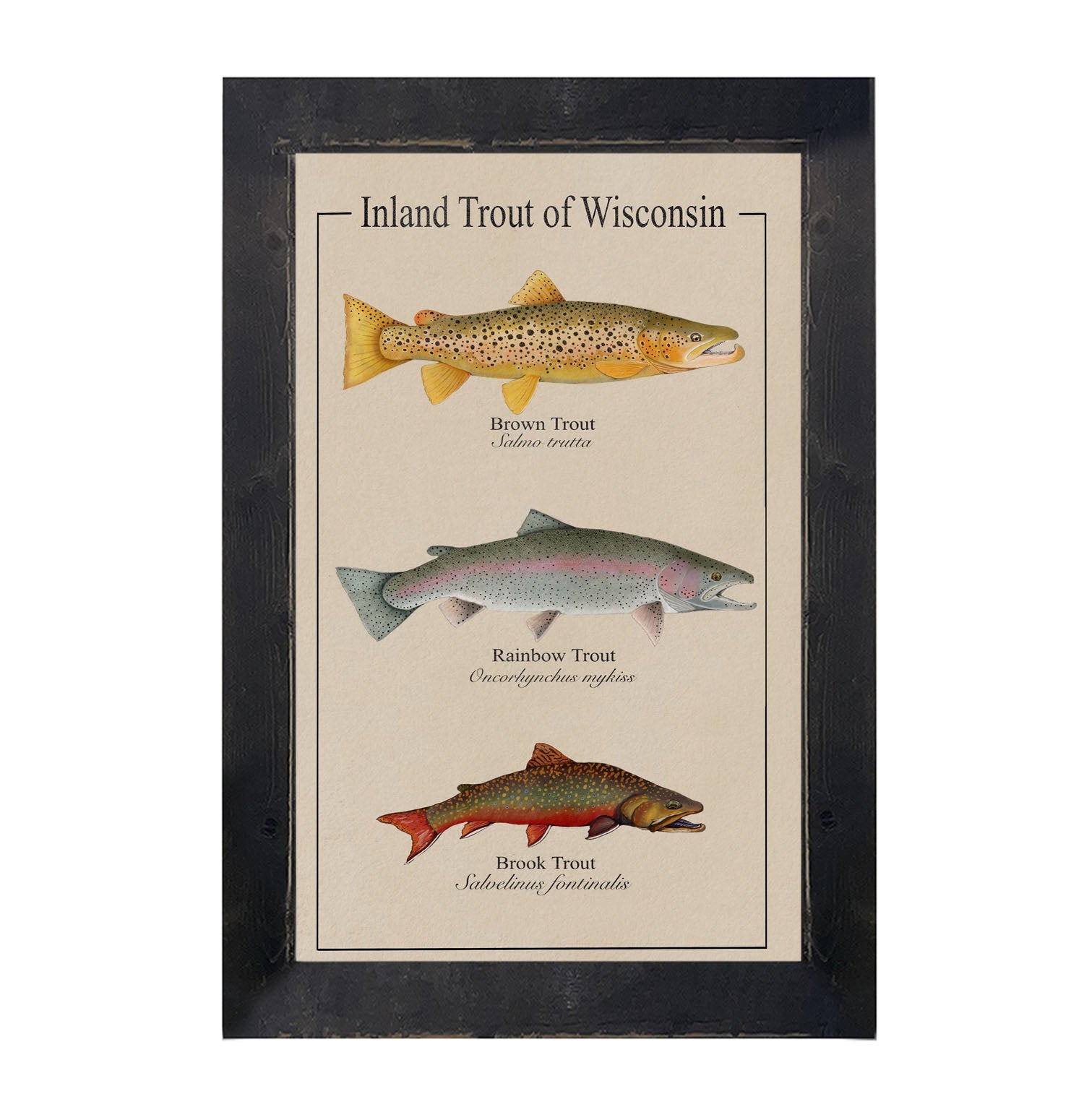 Wisconsin Trout - Framed Art