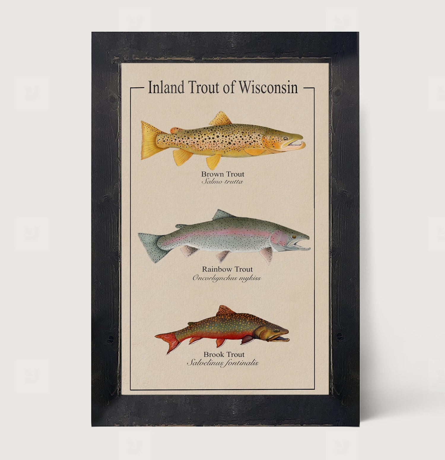 Wisconsin Trout