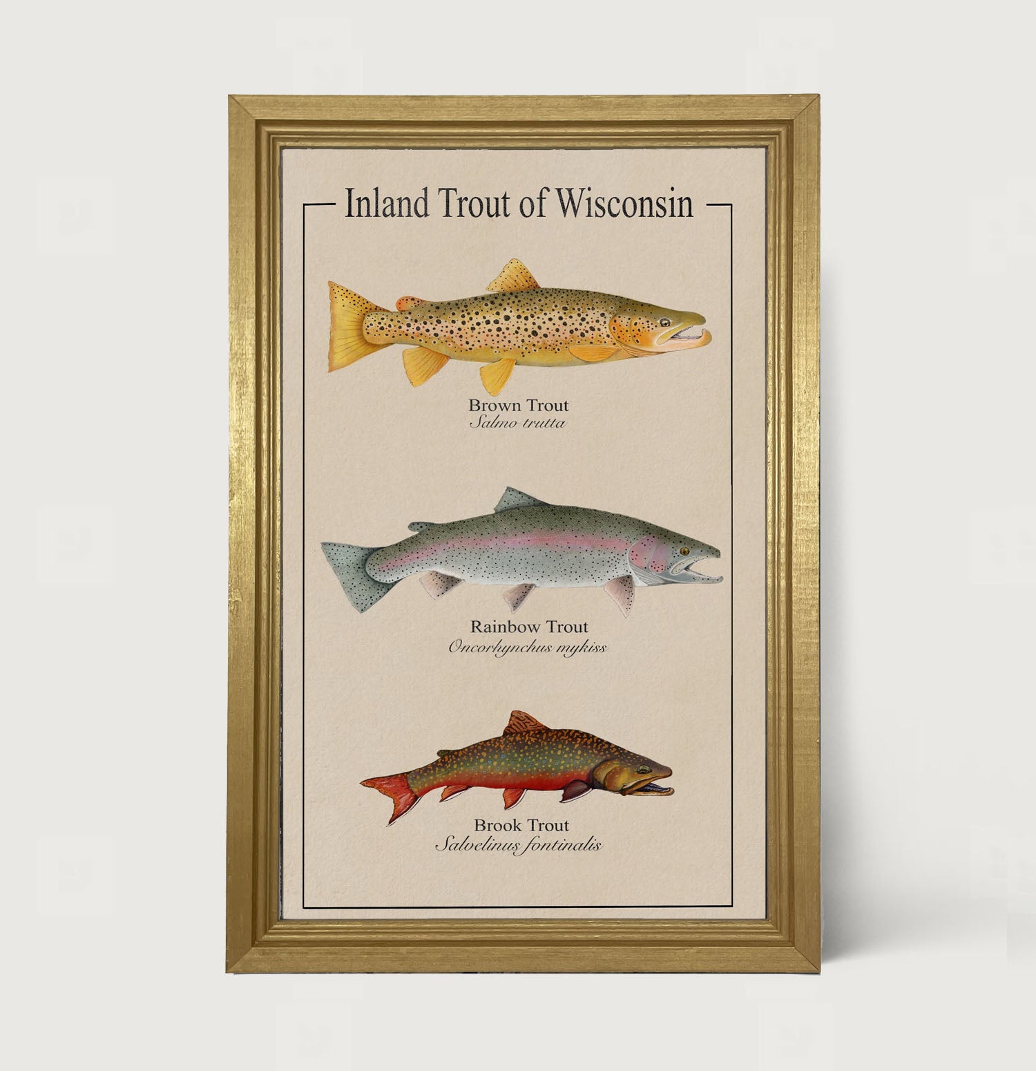 Wisconsin Trout