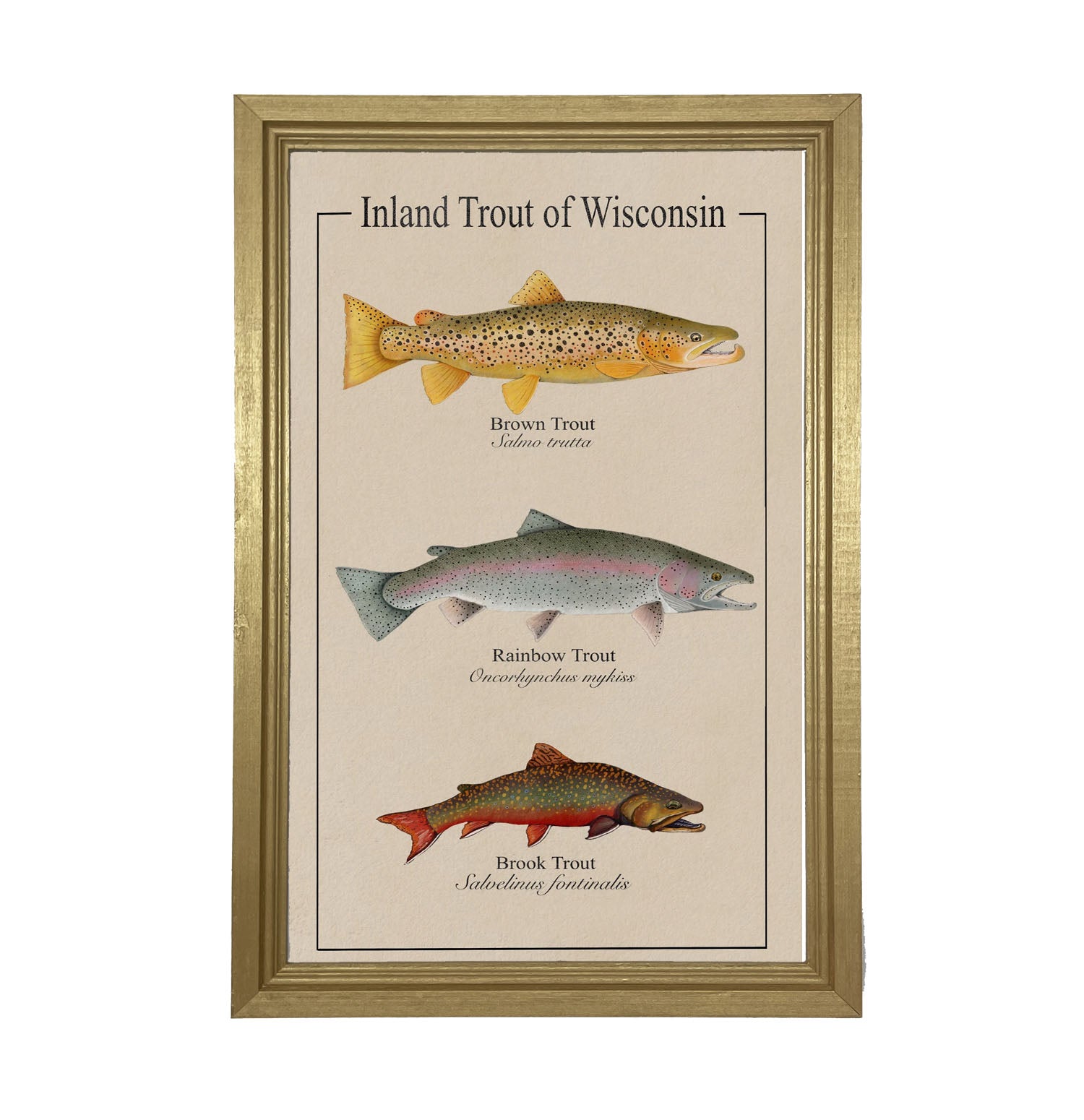 Wisconsin Trout - Framed Art