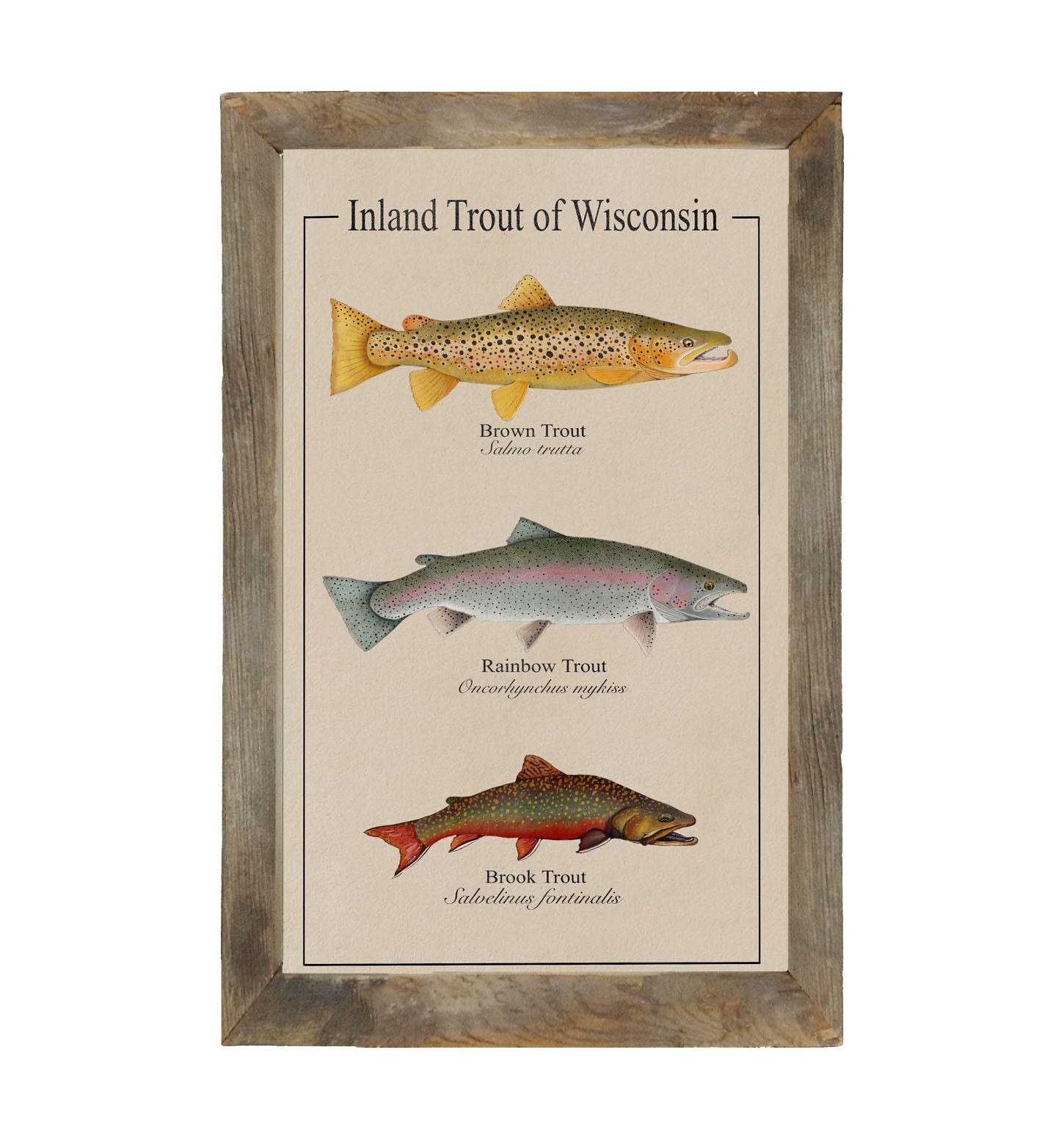Wisconsin Trout - Framed Art