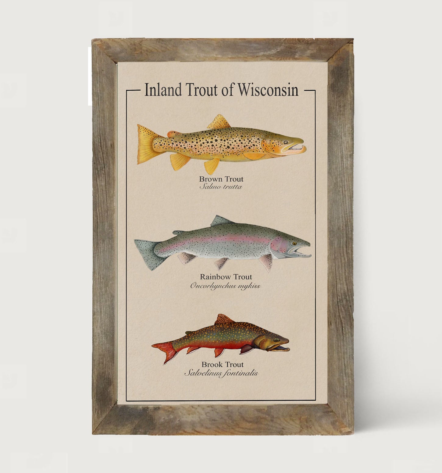 Wisconsin Trout