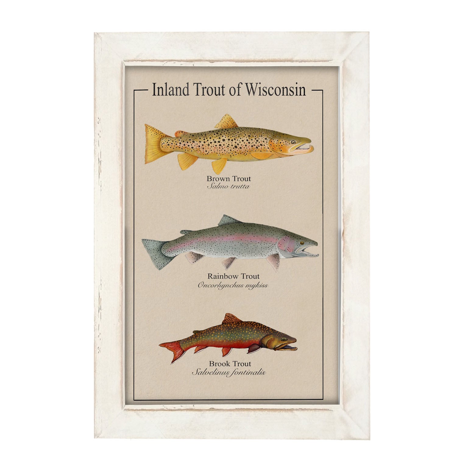 Wisconsin Trout - Framed Art