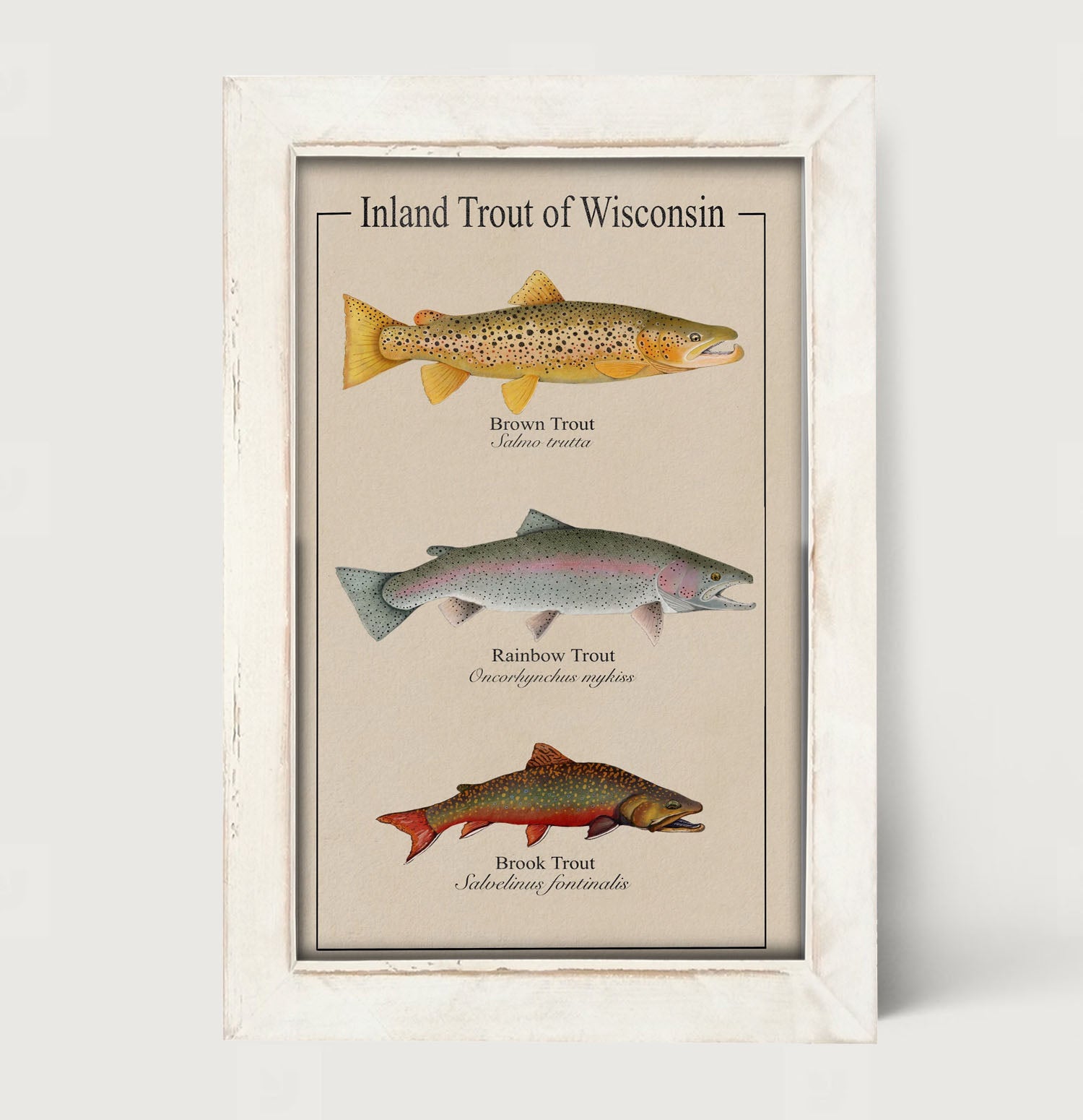 Wisconsin Trout