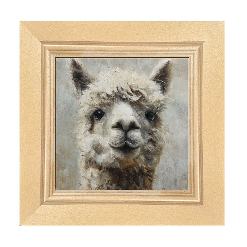 Farm Life Portrait - Alpaca Close-up - Framed Art