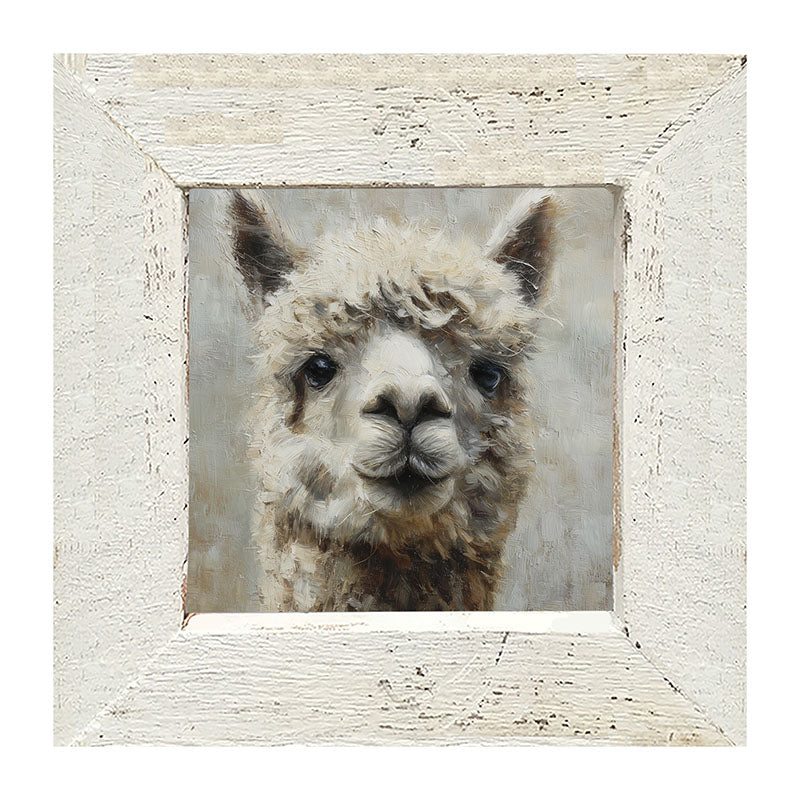 Farm Life Portrait - Alpaca Close-up - Framed Art