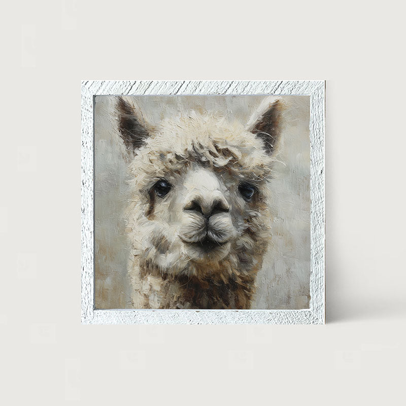 Farm Life Portrait - Alpaca Close-up