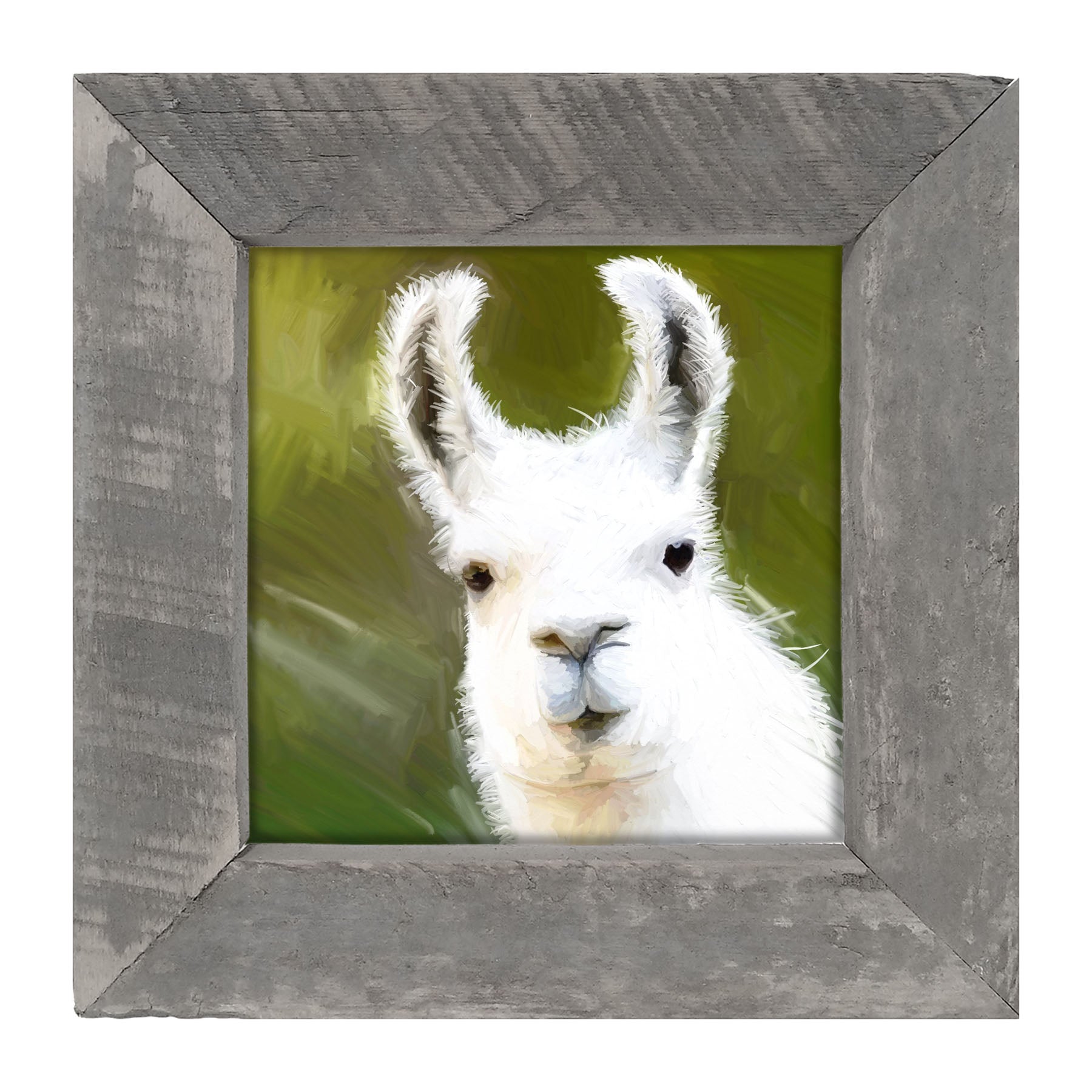Curious Alpaca - Framed art