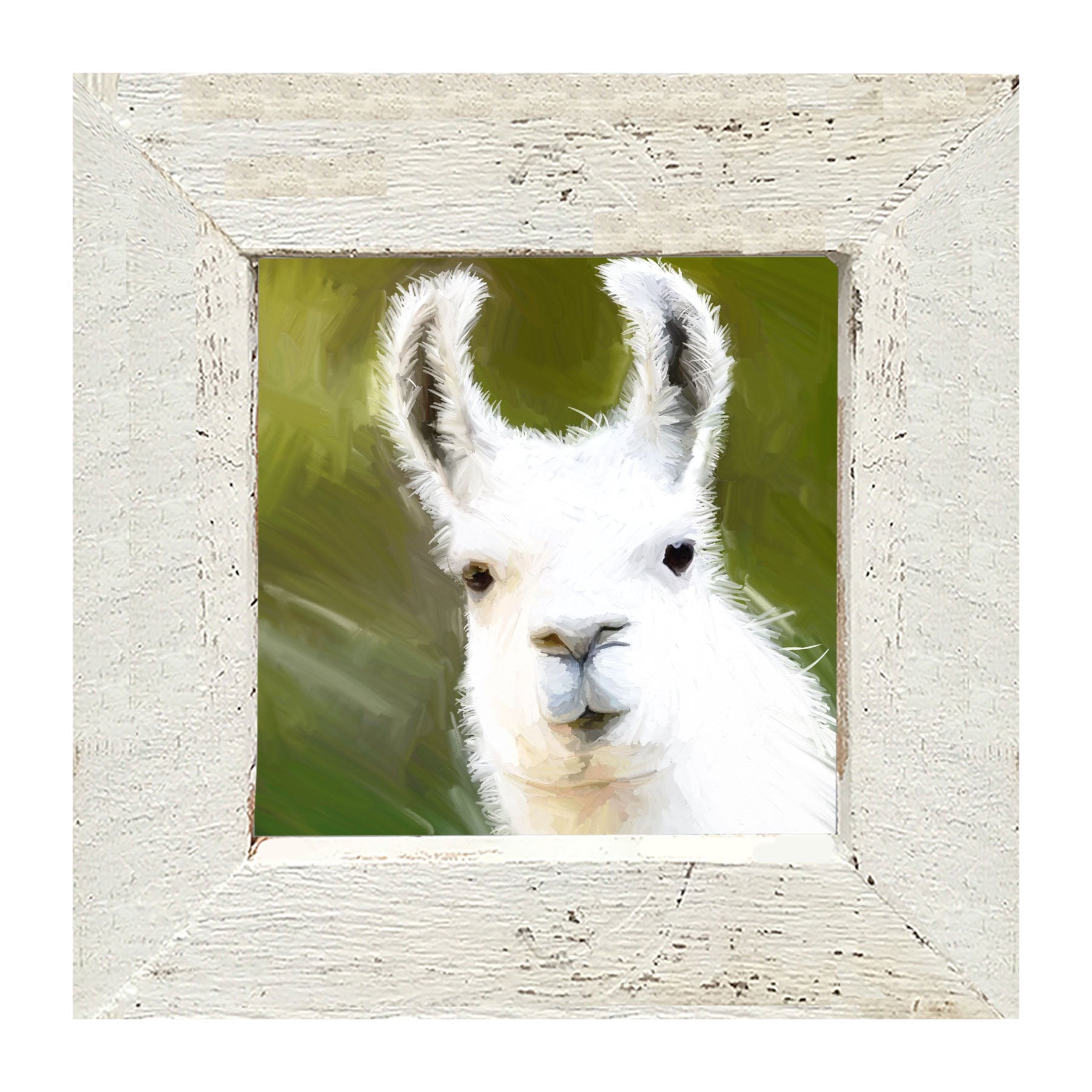 Curious Alpaca - Framed art