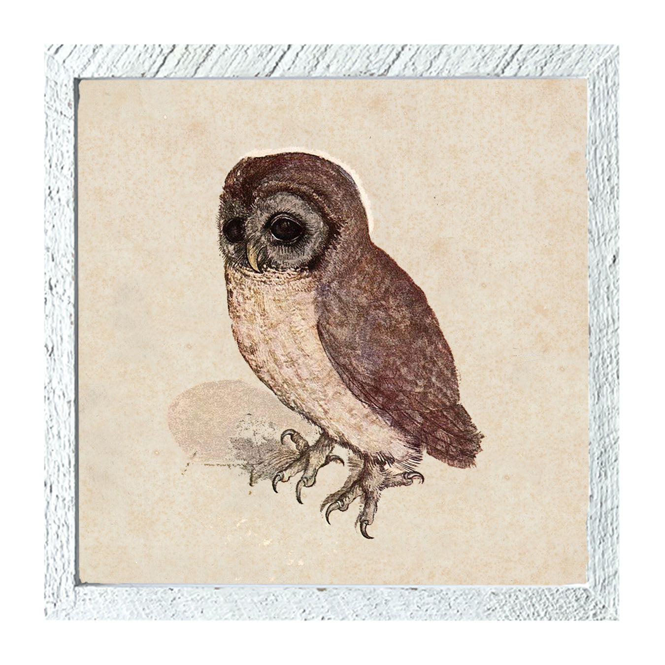 Vintage owl - Framed art