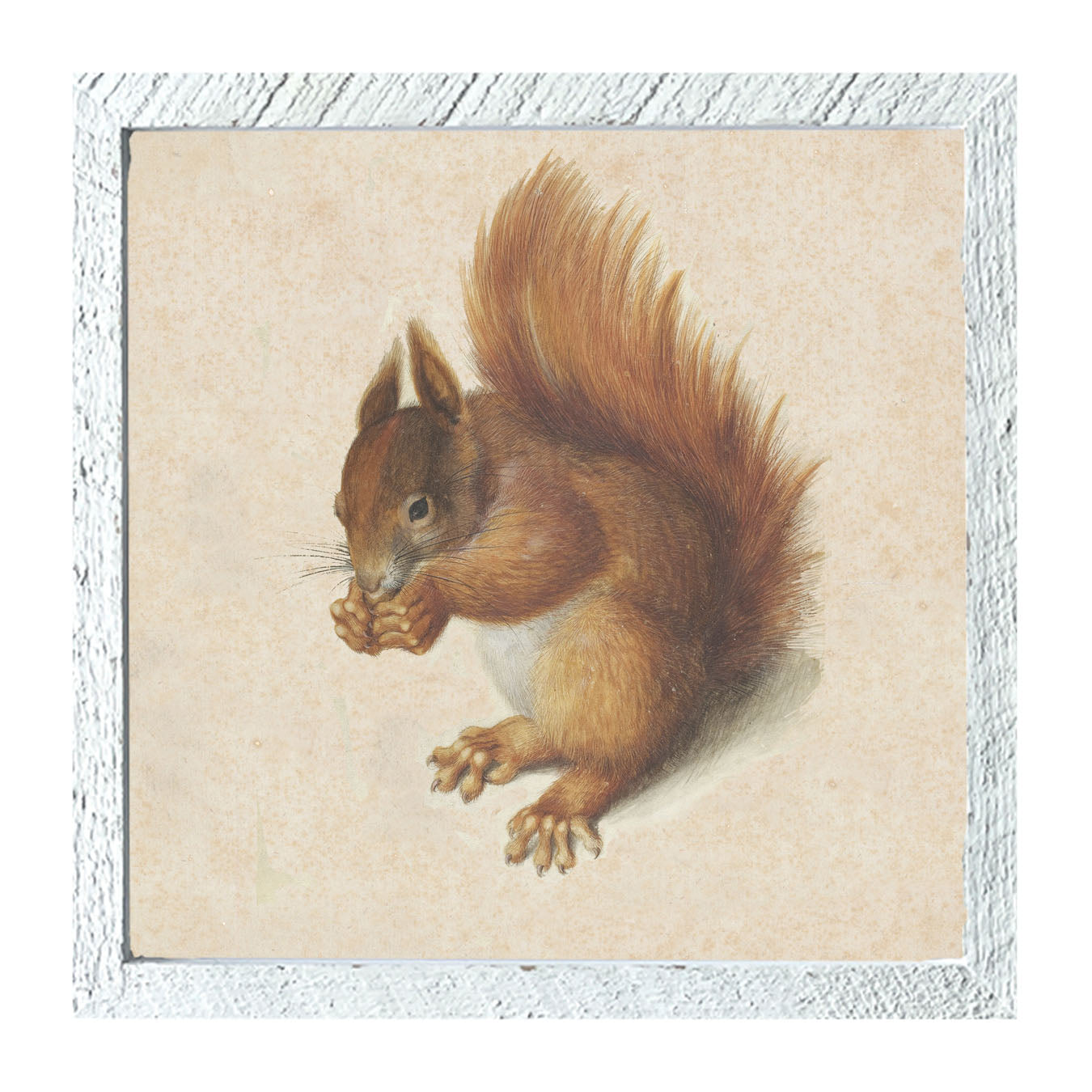 Vintage Squirrel - Framed art