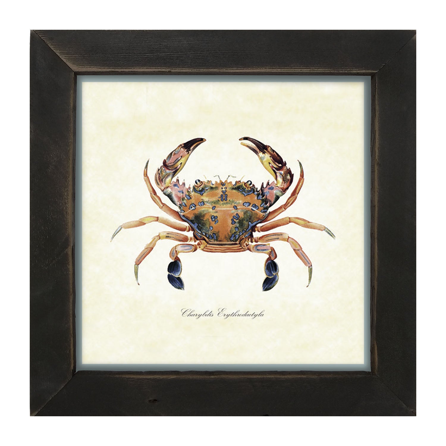 Colorful Crab - Framed art