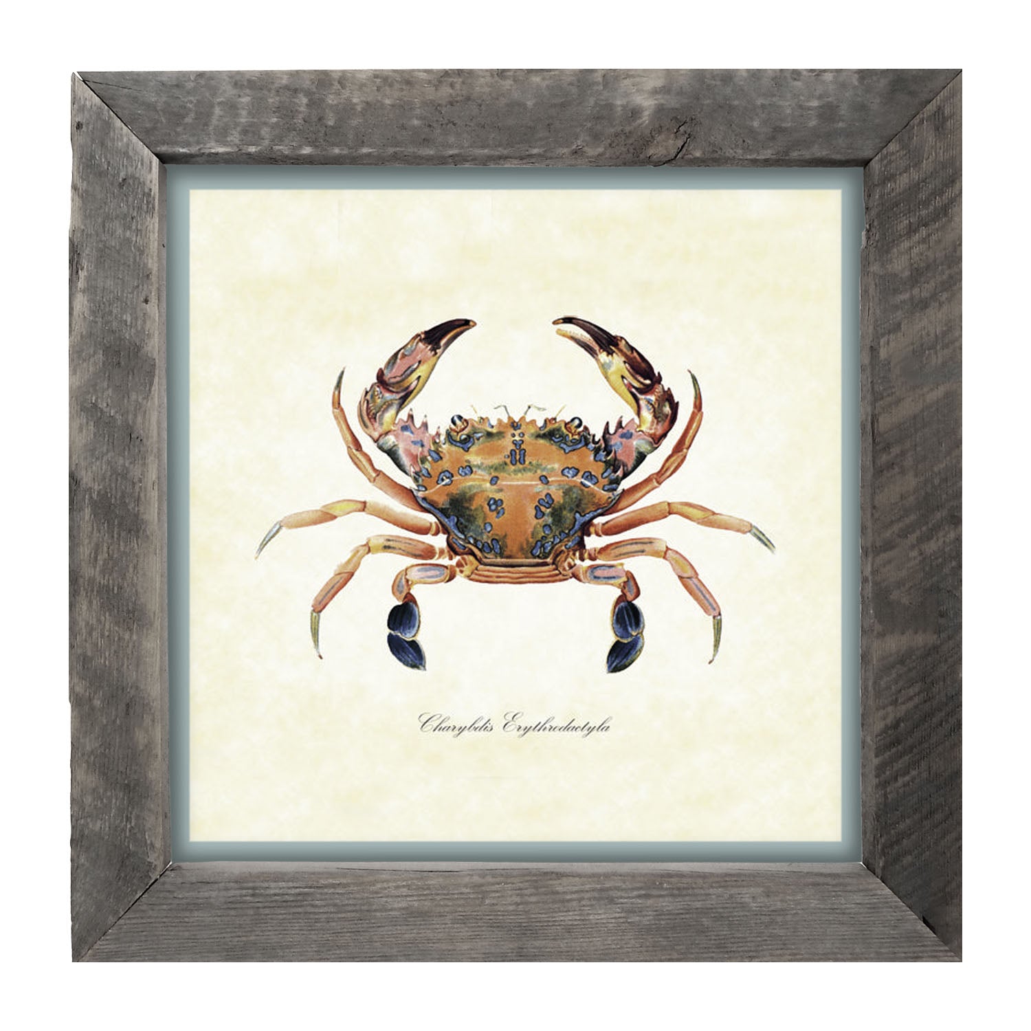 Colorful Crab - Framed art