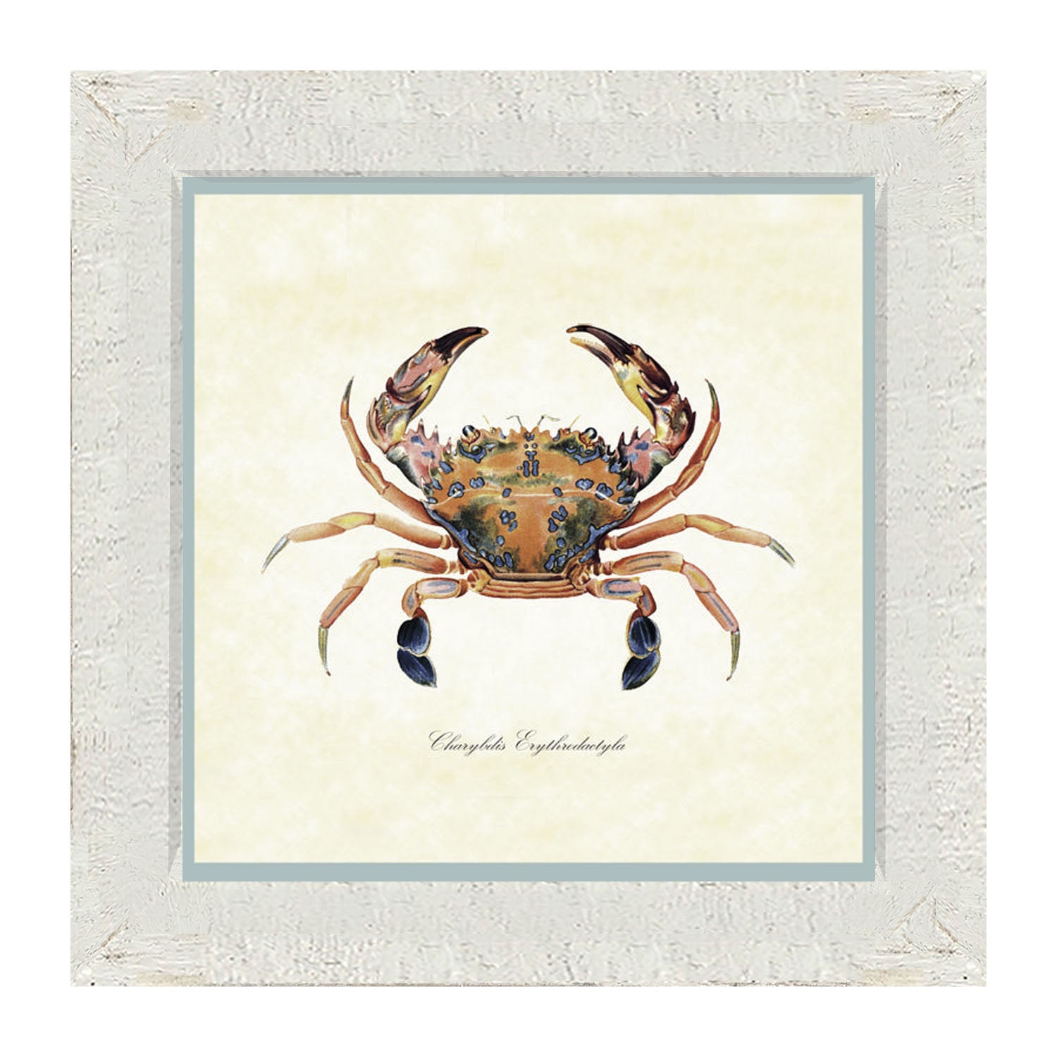 Colorful Crab - Framed art