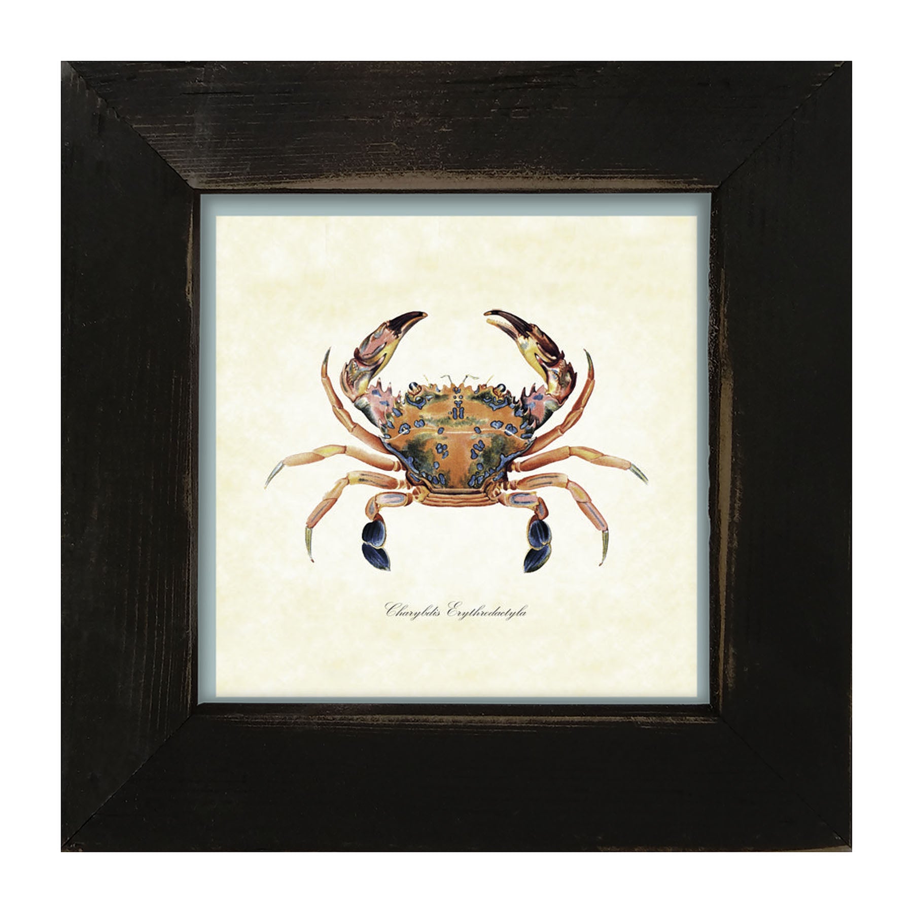 Colorful Crab - Framed art