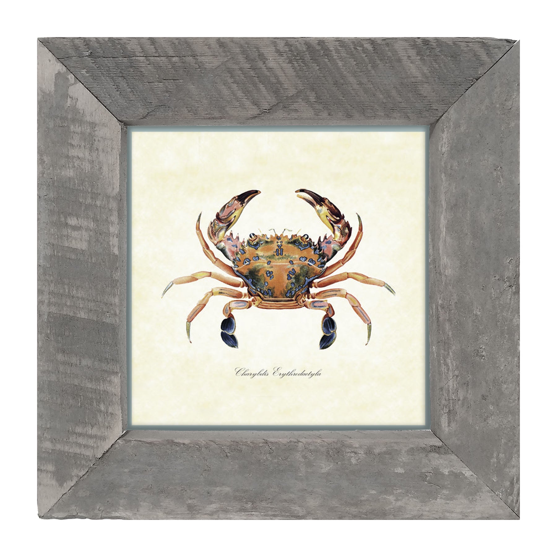 Colorful Crab - Framed art