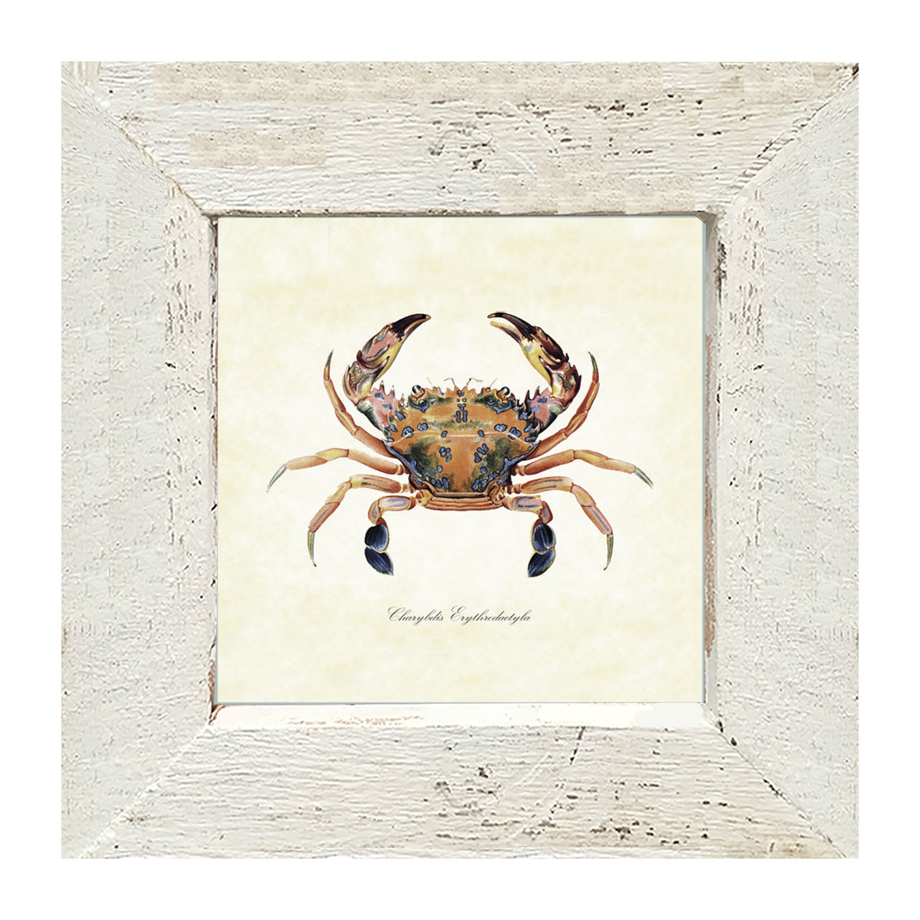 Colorful Crab - Framed art