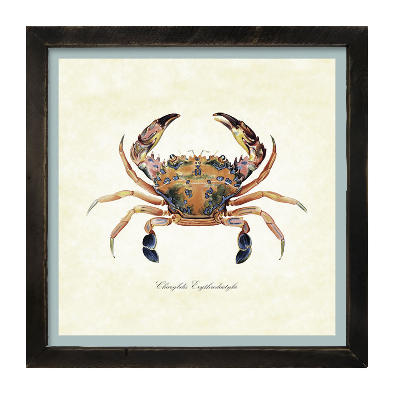 Colorful Crab - Framed art