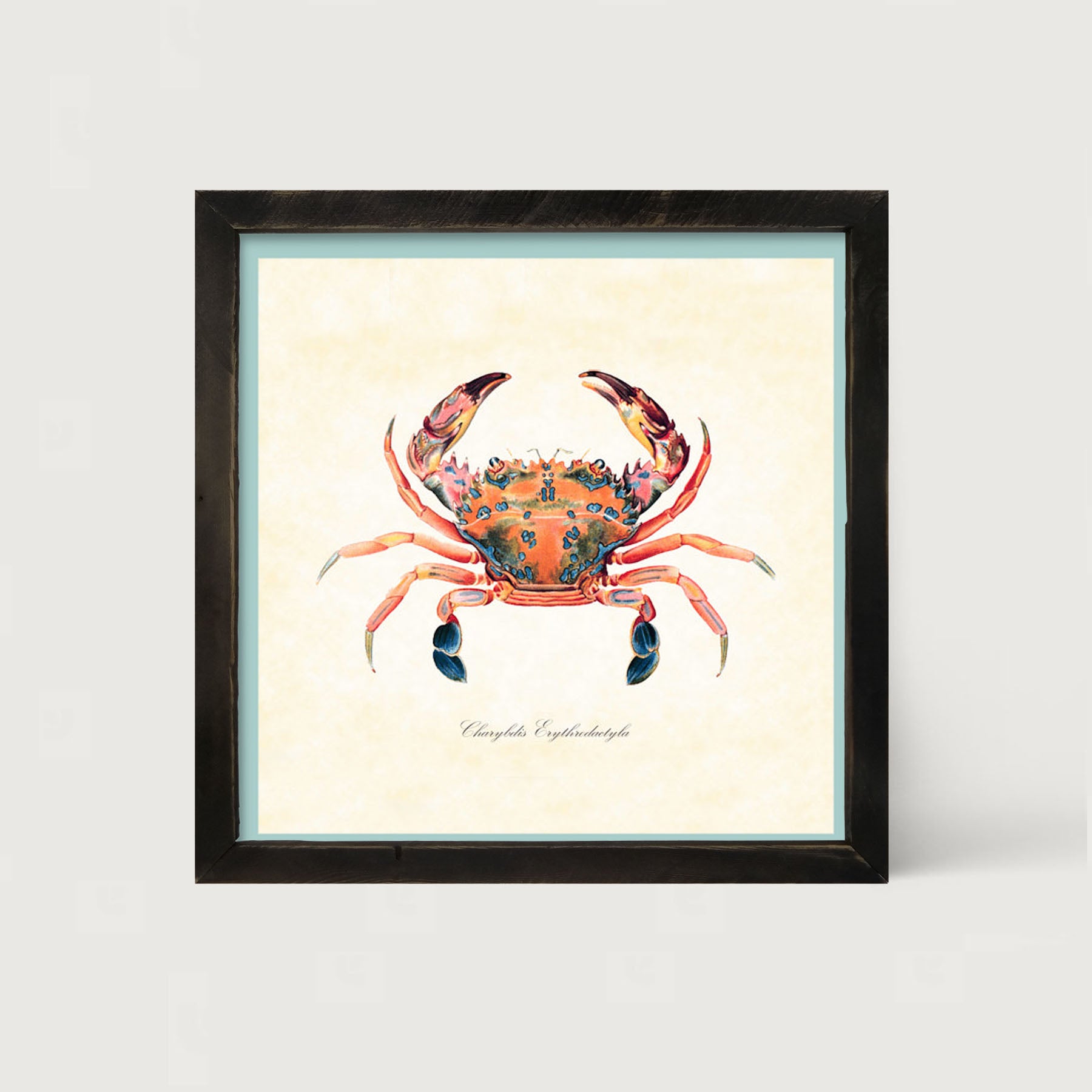 Colorful Crab - Framed art
