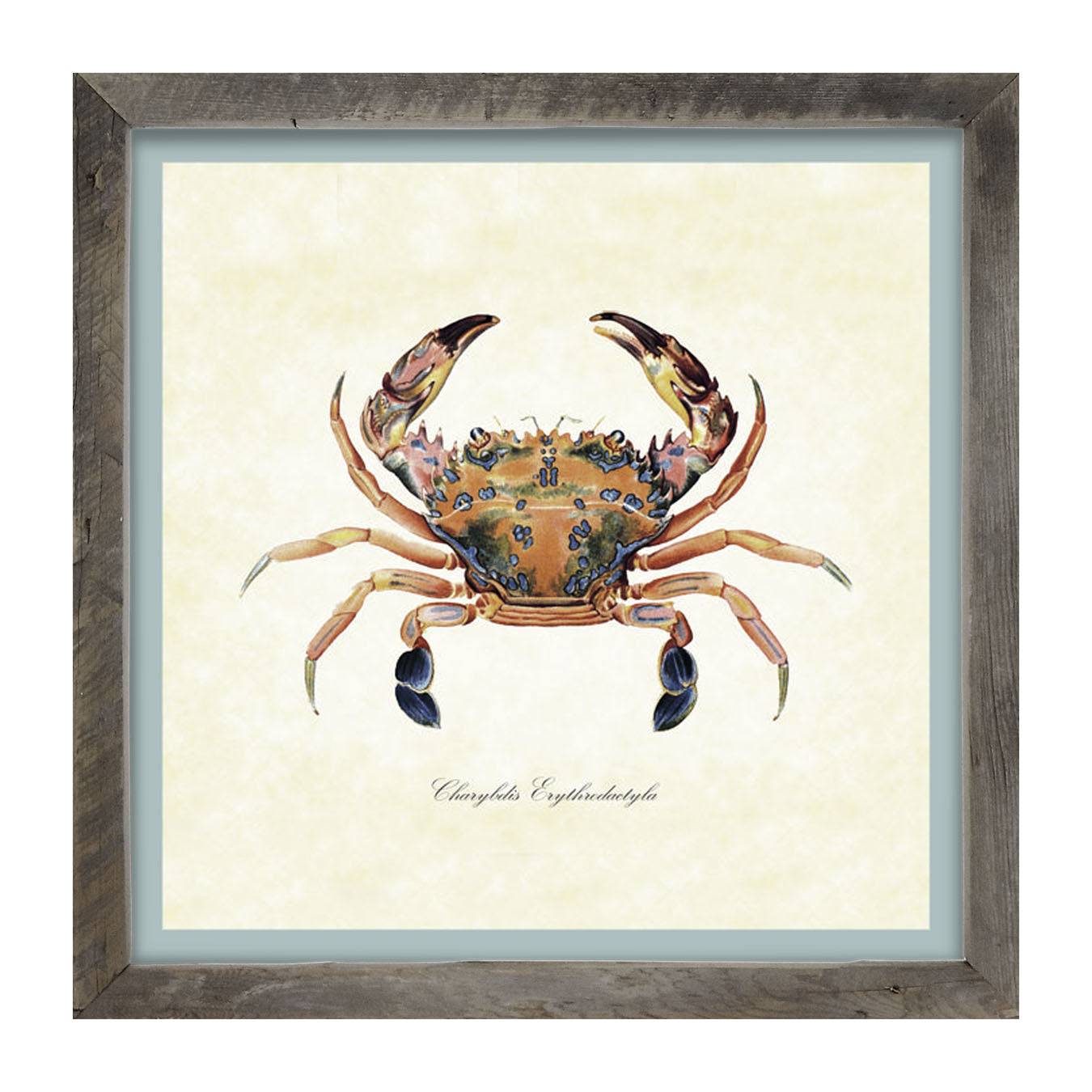 Colorful Crab - Framed art