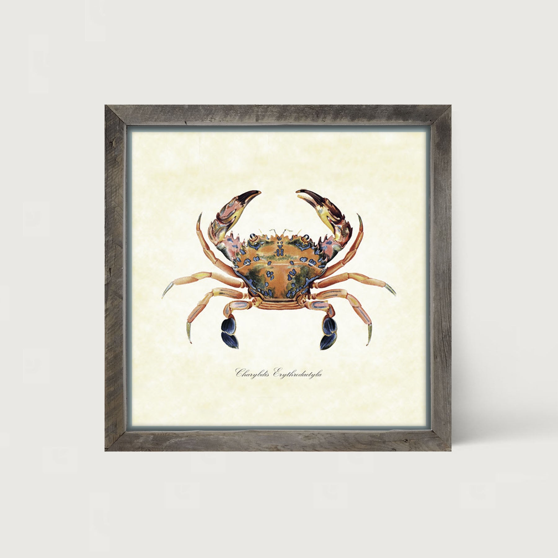 Colorful Crab - Framed art