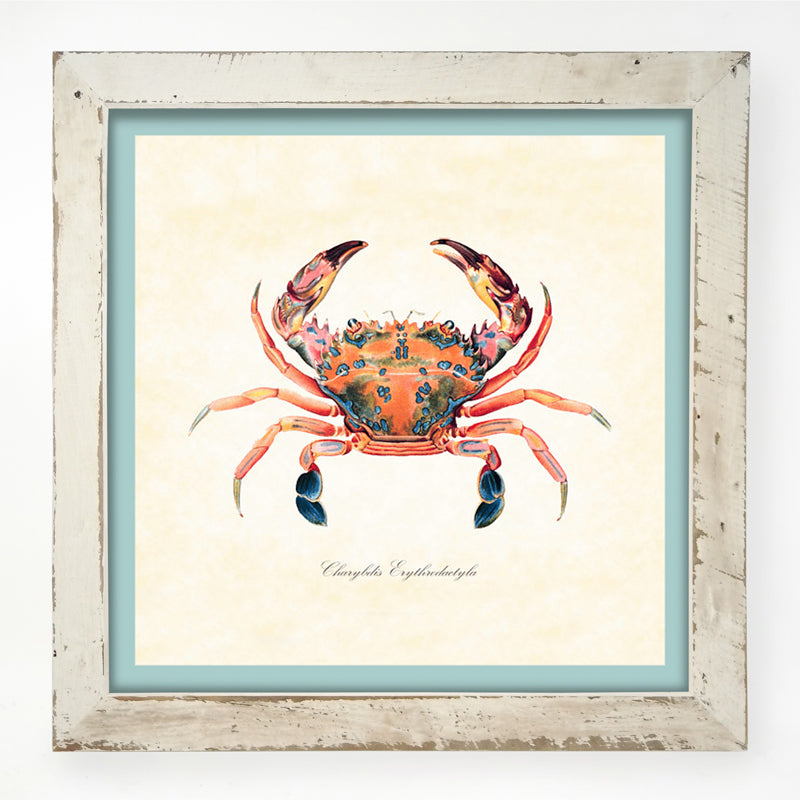 Colorful Crab